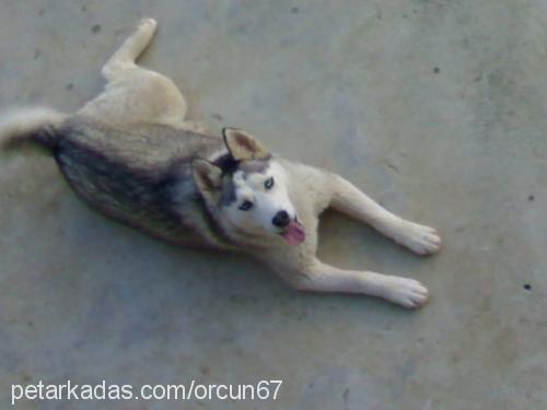 hera Dişi Sibirya Kurdu (Husky)