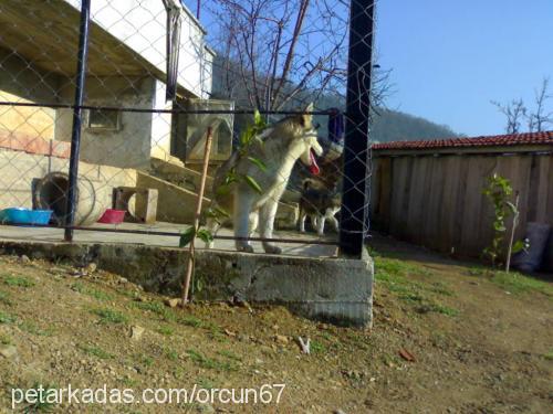 aşil Erkek Sibirya Kurdu (Husky)