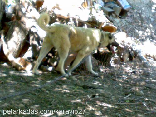 paŞa Erkek Kangal