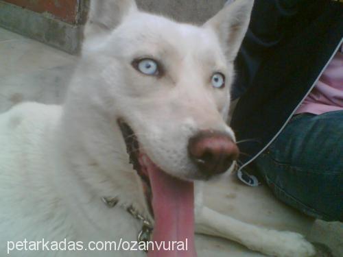 haydut Dişi Sibirya Kurdu (Husky)