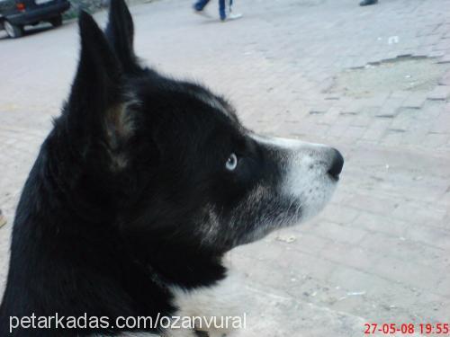 haydut Dişi Sibirya Kurdu (Husky)