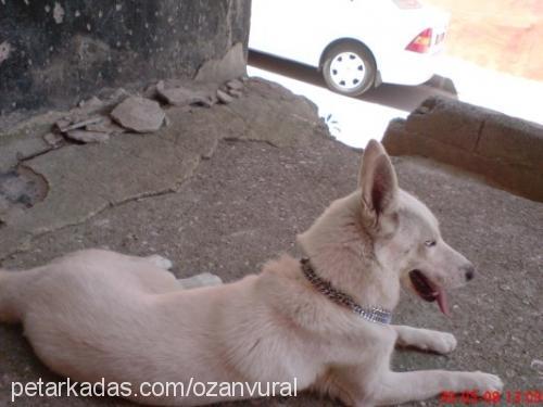 haydut Dişi Sibirya Kurdu (Husky)