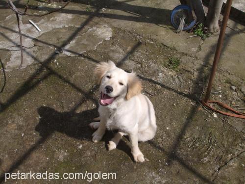 whisky Dişi Golden Retriever