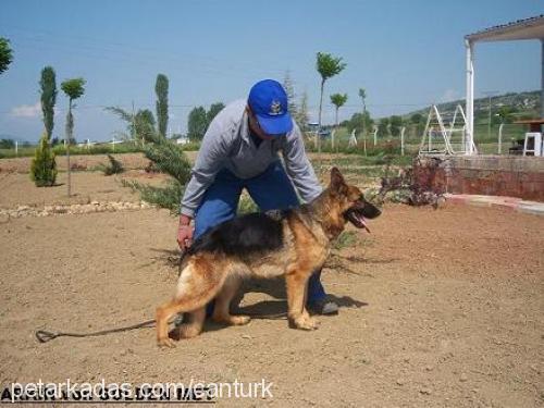 arkinvongoldenm Dişi Alman Çoban Köpeği