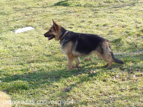 volfin Dişi Alman Çoban Köpeği