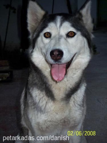 gench Dişi Alaskan Malamute