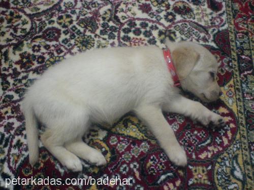 hera Dişi Labrador Retriever