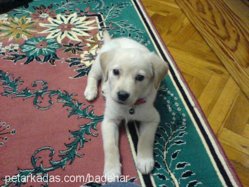 hera Dişi Labrador Retriever