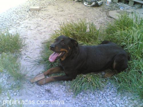 daisy Dişi Rottweiler