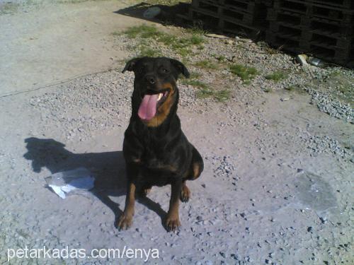 daisy Dişi Rottweiler