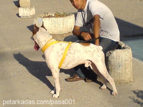 paşa Erkek Boxer