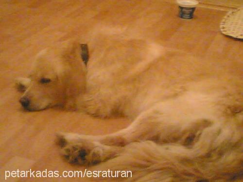 daisy Dişi Golden Retriever