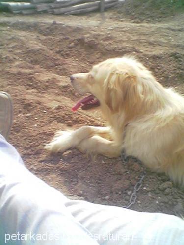 daisy Dişi Golden Retriever