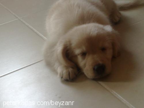 lİnda Dişi Golden Retriever