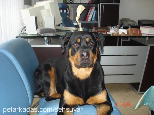 pascal Dişi Rottweiler