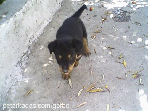 bety Dişi Rottweiler