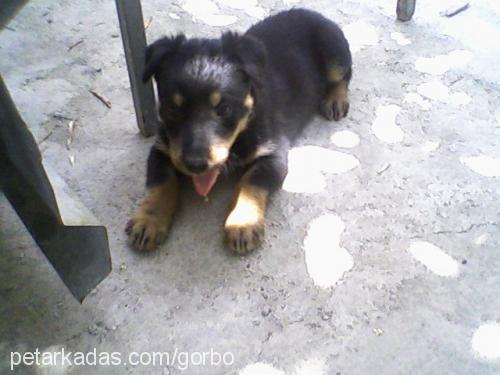 bety Dişi Rottweiler