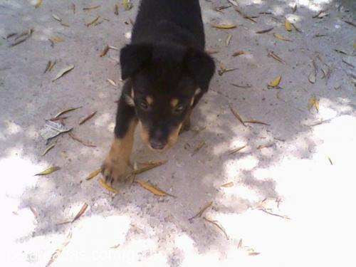 bety Dişi Rottweiler