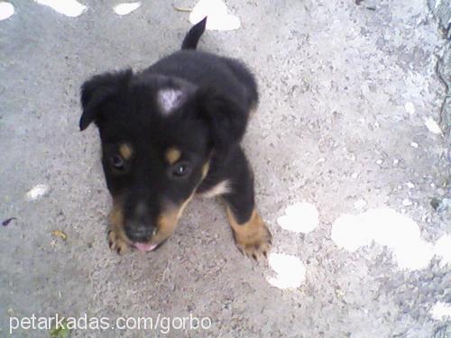 bety Dişi Rottweiler