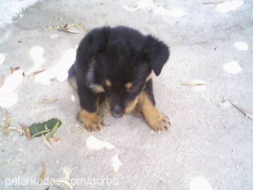 bety Dişi Rottweiler