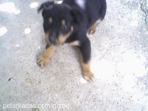 bety Dişi Rottweiler