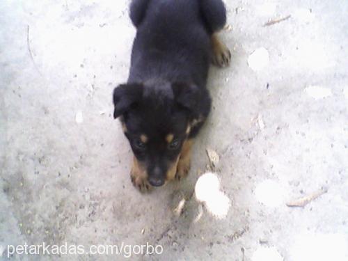 bety Dişi Rottweiler