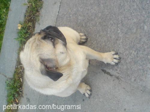 Şakİr Erkek Pug