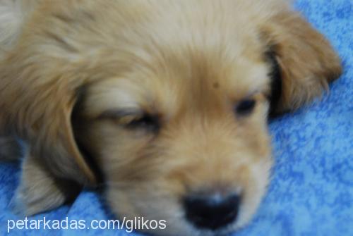 wendy Dişi Golden Retriever