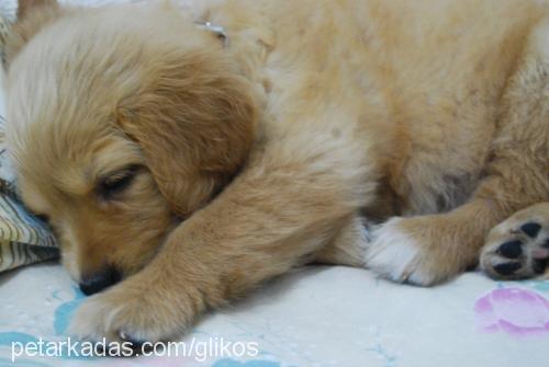 wendy Dişi Golden Retriever