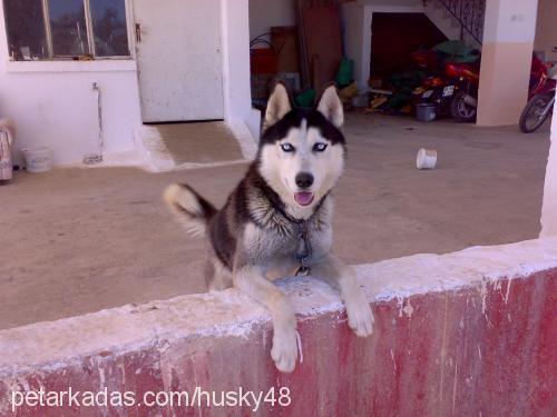 husky Erkek Sibirya Kurdu (Husky)