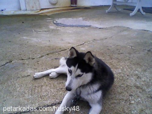 husky Erkek Sibirya Kurdu (Husky)