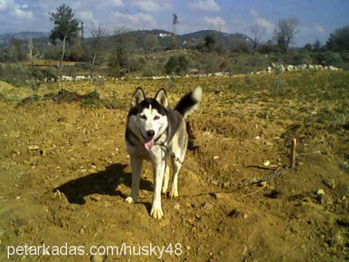 husky Erkek Sibirya Kurdu (Husky)