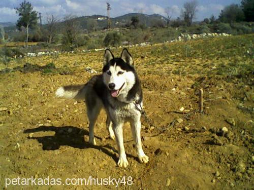 husky Erkek Sibirya Kurdu (Husky)