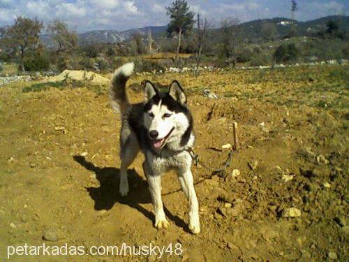 husky Erkek Sibirya Kurdu (Husky)