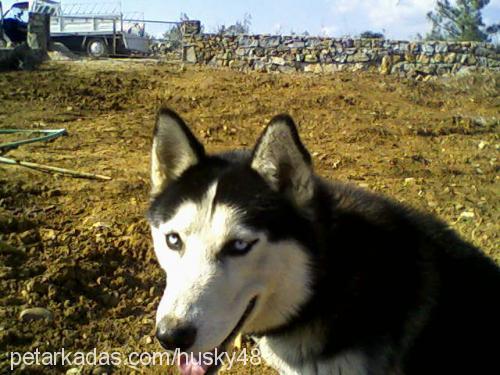 husky Erkek Sibirya Kurdu (Husky)