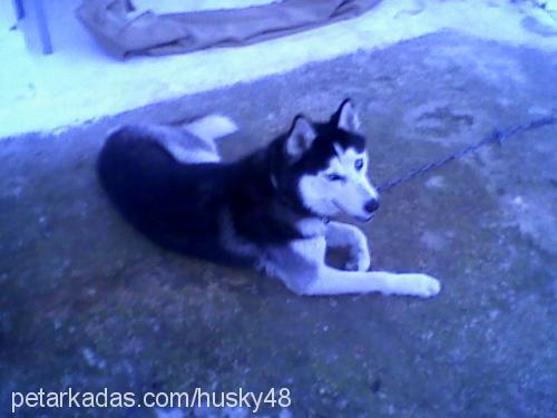 husky Erkek Sibirya Kurdu (Husky)