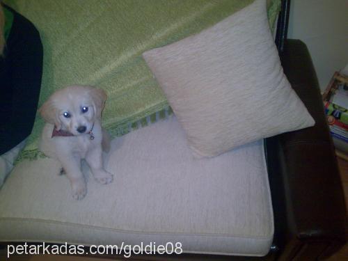 goldİe Dişi Golden Retriever