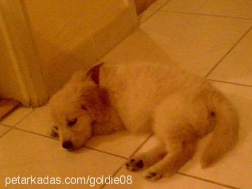 goldİe Dişi Golden Retriever