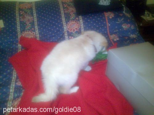 goldİe Dişi Golden Retriever