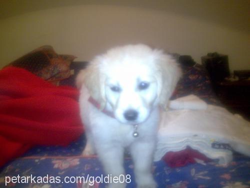 goldİe Dişi Golden Retriever