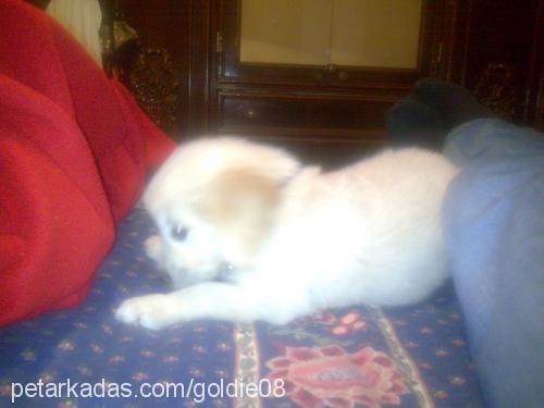 goldİe Dişi Golden Retriever