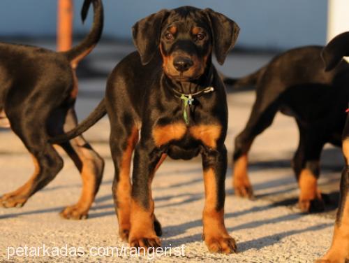 sezar Erkek Doberman Pinscher