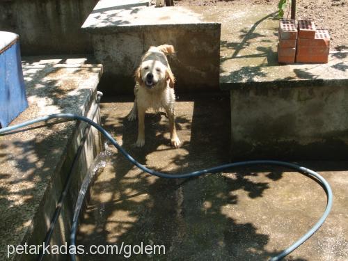 whisky Dişi Golden Retriever