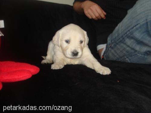 maya Dişi Golden Retriever