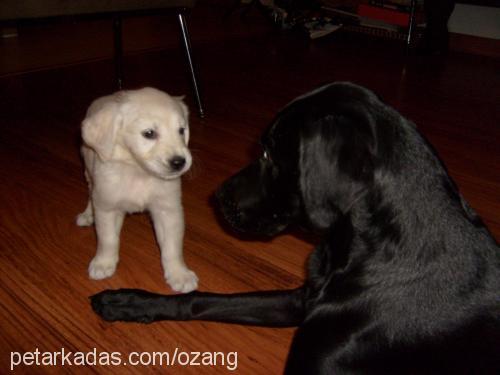 maya Dişi Golden Retriever