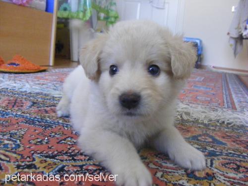 gofret Dişi Golden Retriever