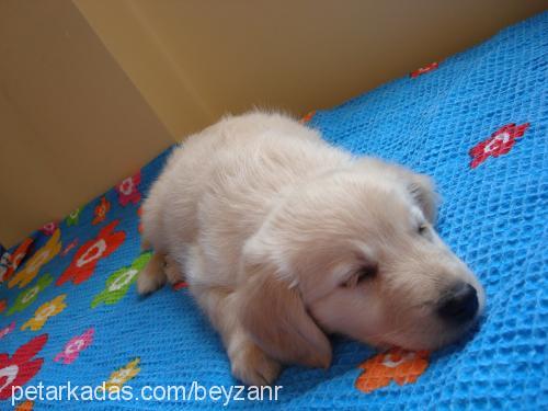 lİnda Dişi Golden Retriever