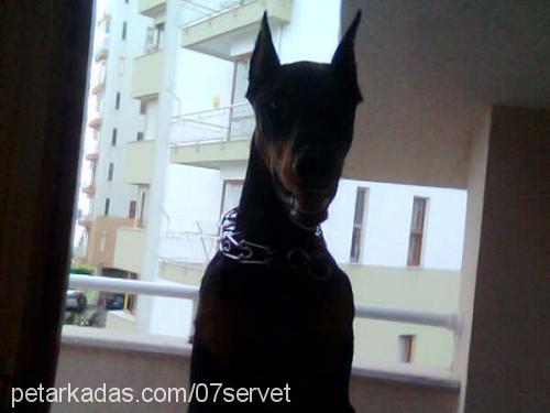 lucky Erkek Doberman Pinscher