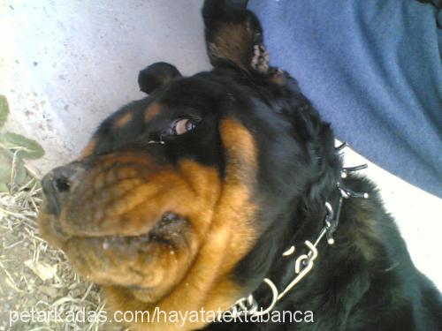 fıstık Dişi Rottweiler