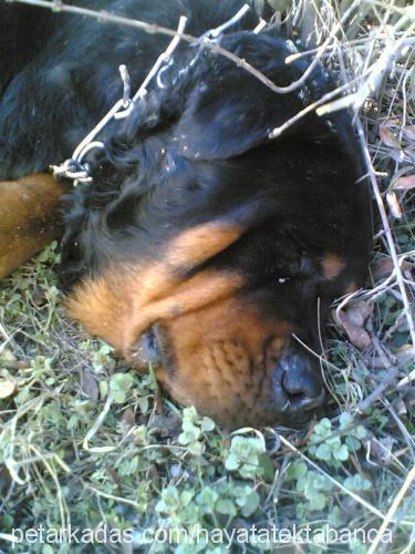 fıstık Dişi Rottweiler